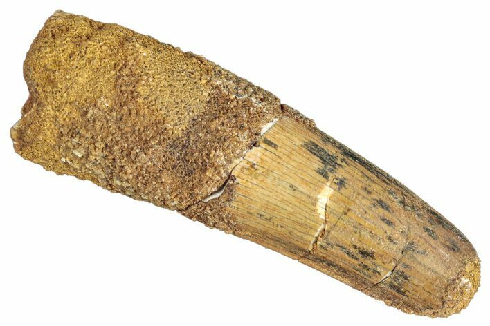Fossil Spinosaurus Tooth - Real Dinosaur Tooth #268159